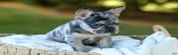 French Bulldog dogs for sale: Cookie - Blue Merle - Ad 9