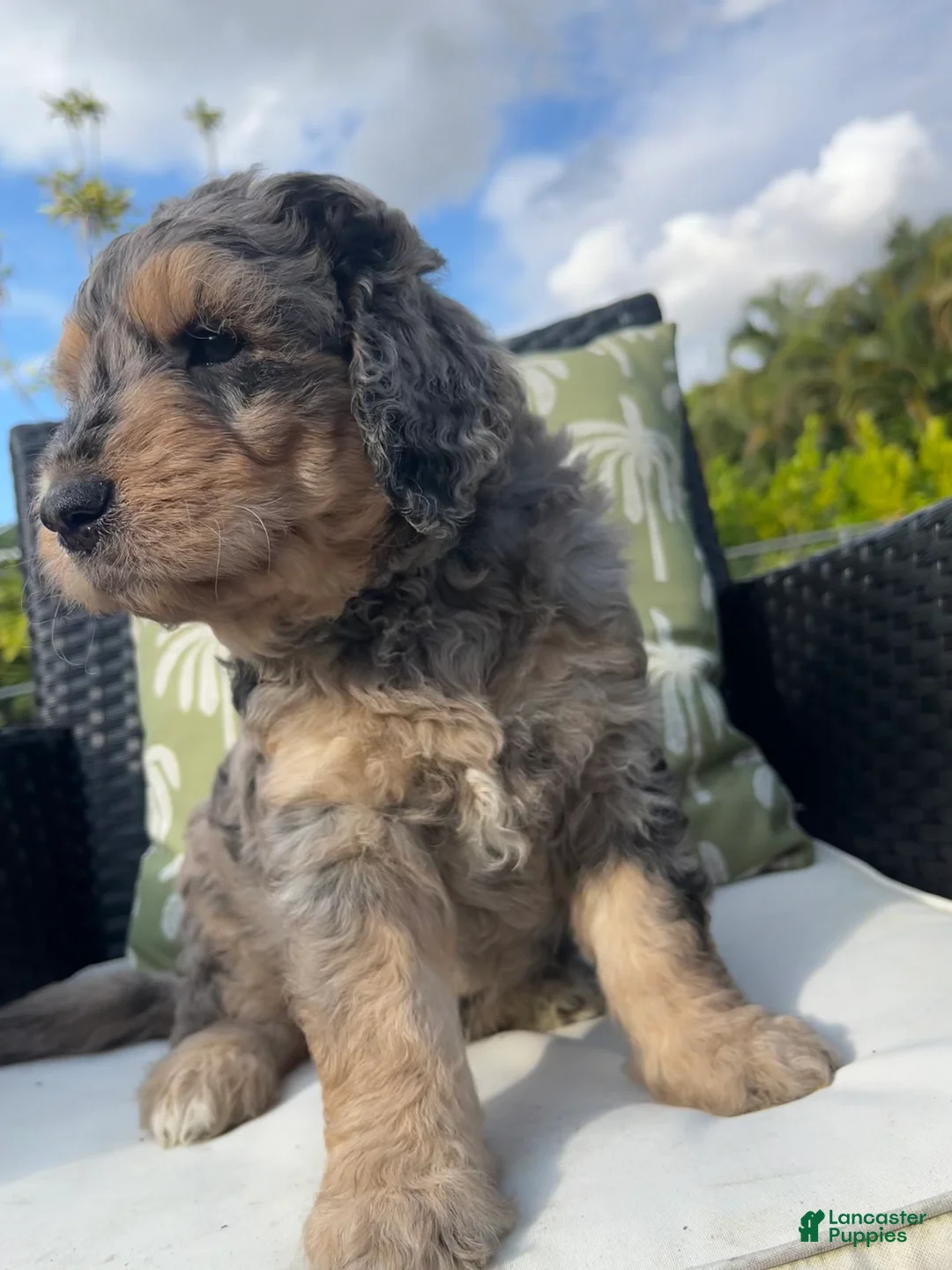 Goldendoodle dogs for sale: Bobbi  - Ad 2