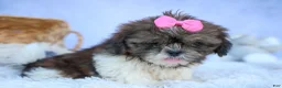 Shih Tzu dogs for sale: RUBY - Ad 3