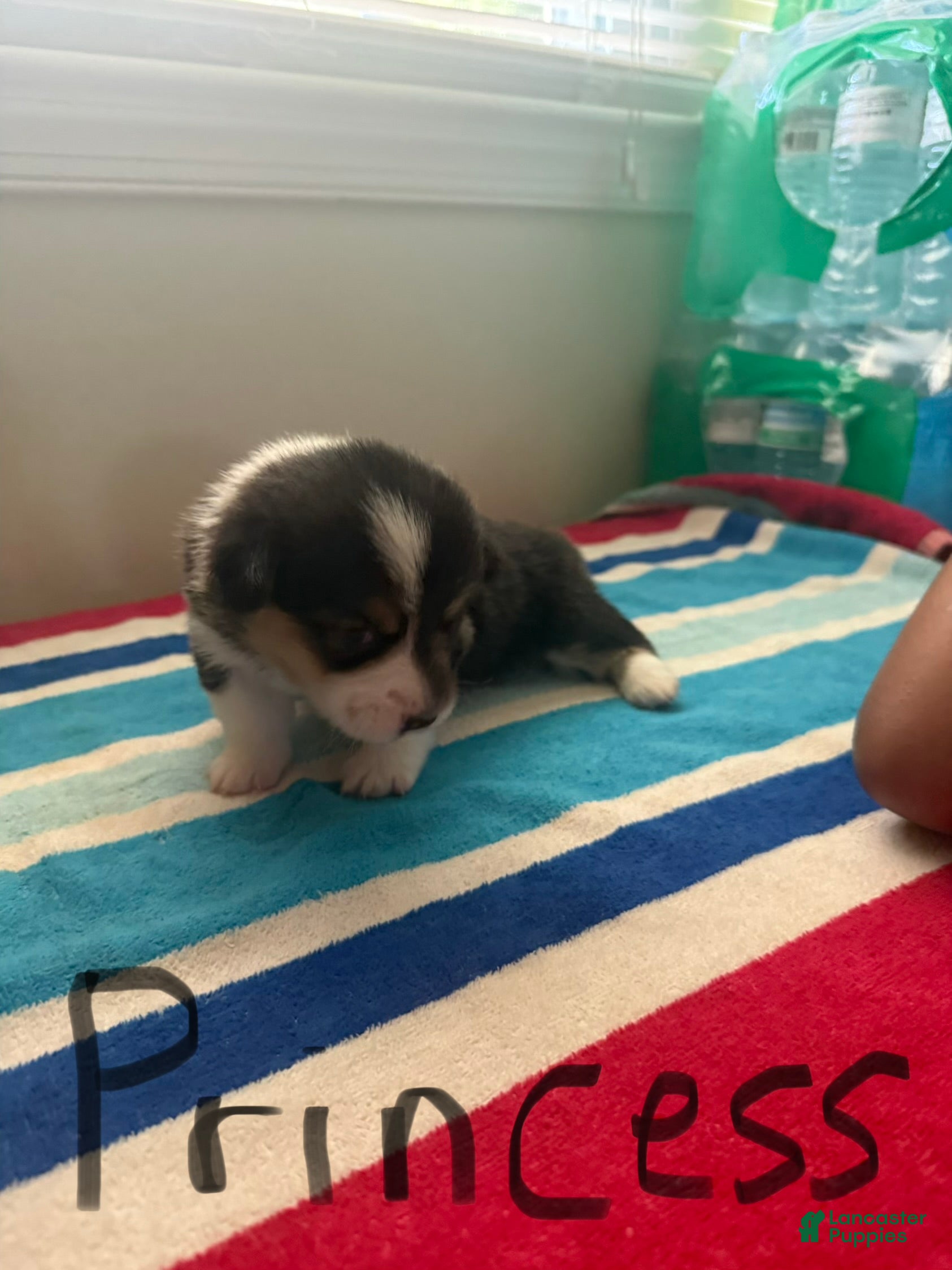 Welsh Corgi Pembroke dogs Princess - Ad 15