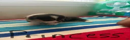 Welsh Corgi Pembroke dogs for sale: Princess - Ad 3