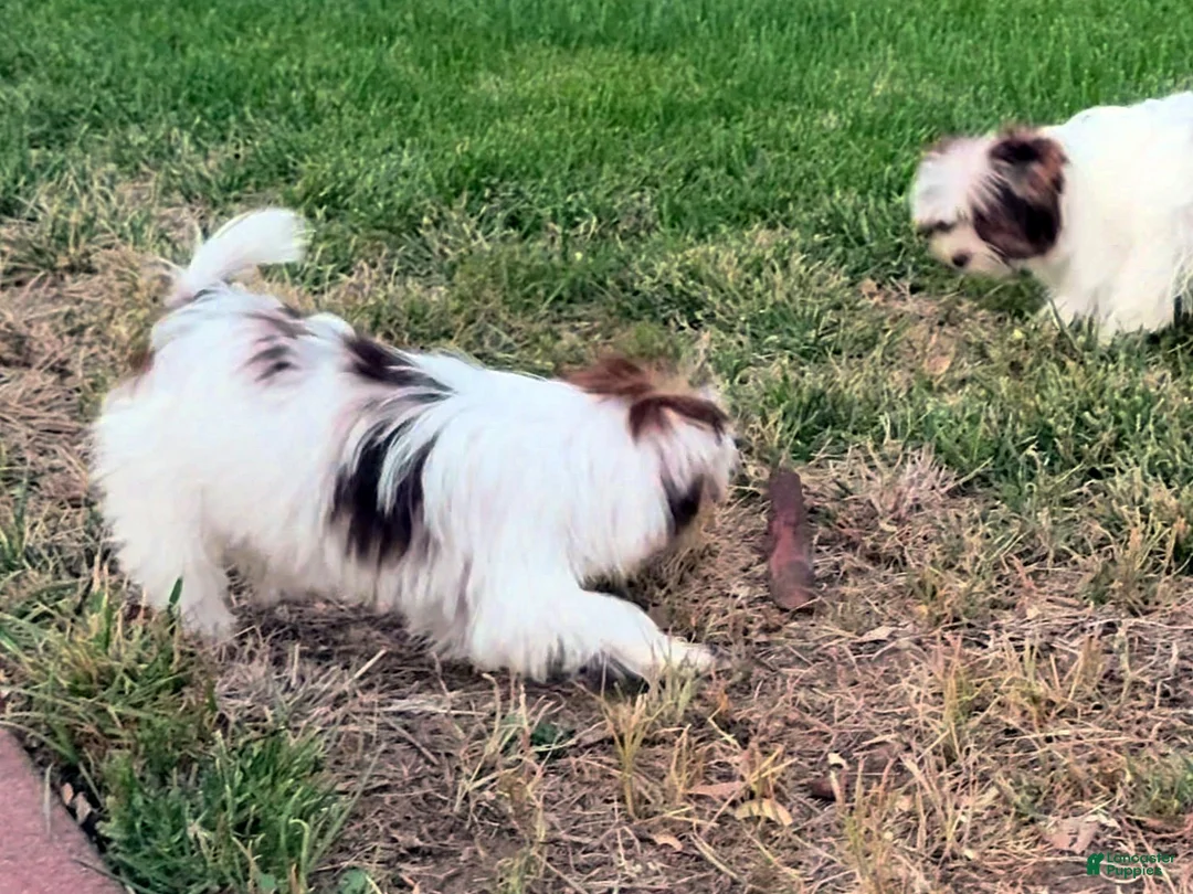 Yorkshire Terrier dogs for sale: Mocha - Ad 2