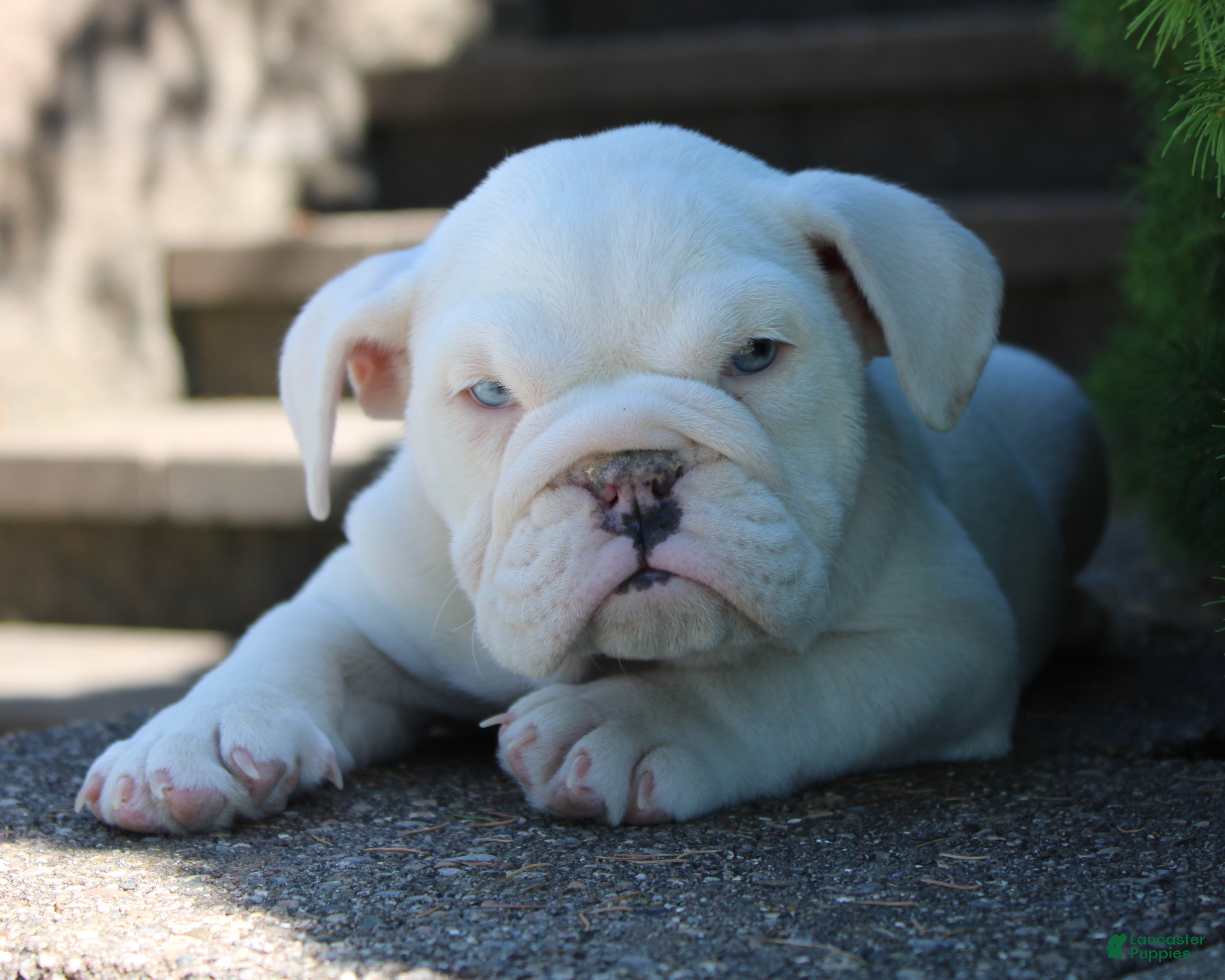 English Bulldog dogs Zoey - Ad 2