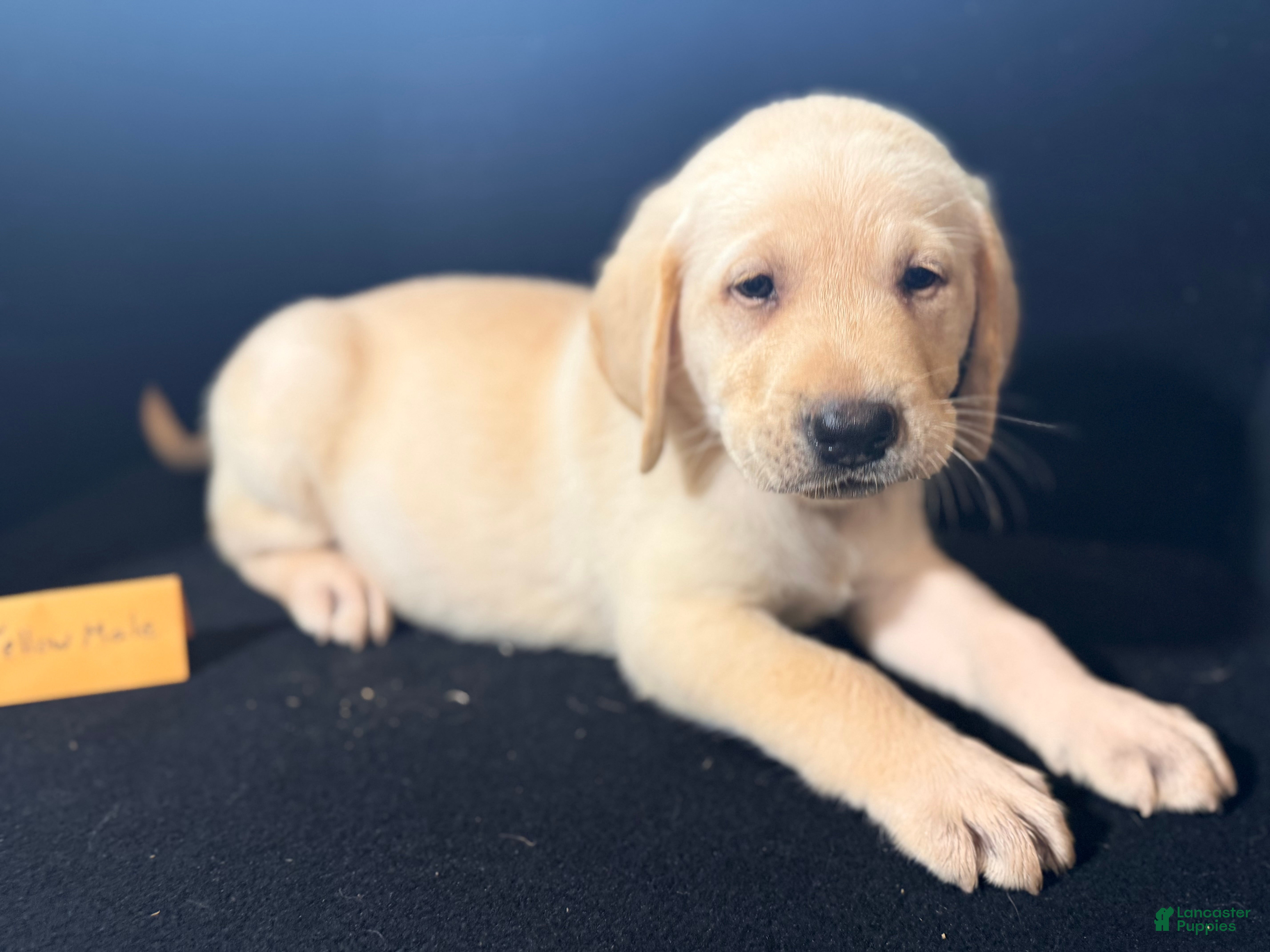 Labrador Retriever dogs Male  - Ad 2