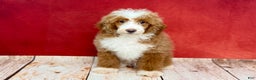 Teddy Bear dogs for sale: Bella - Ad 8
