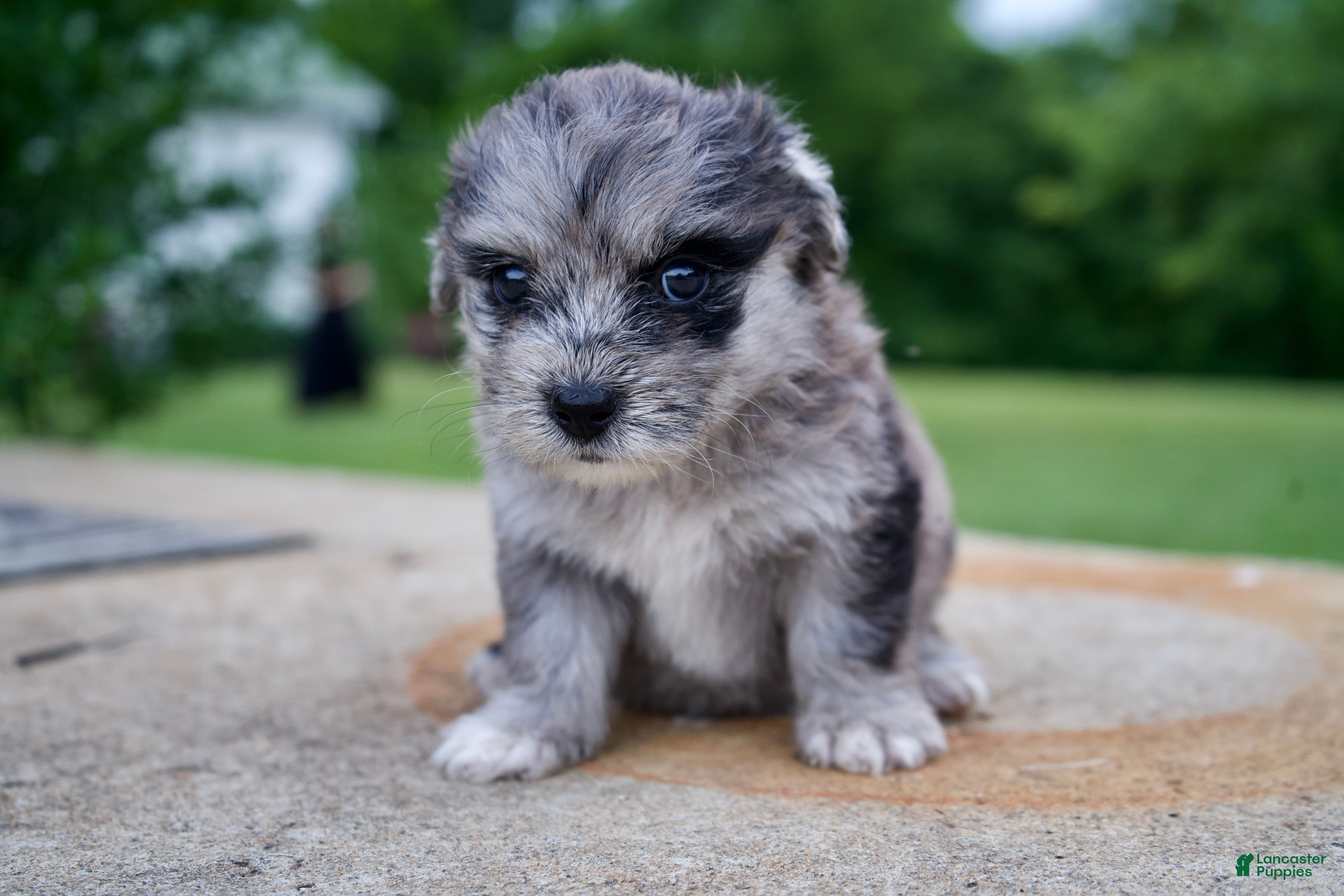 Mixed Breed dogs Daisy - Ad 22
