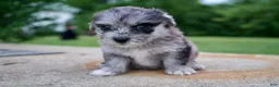 Mixed Breed dogs for sale: Daisy - Ad 1