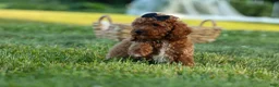 Miniature Poodle dogs for sale:  Thor🐾💙 - Ad 2