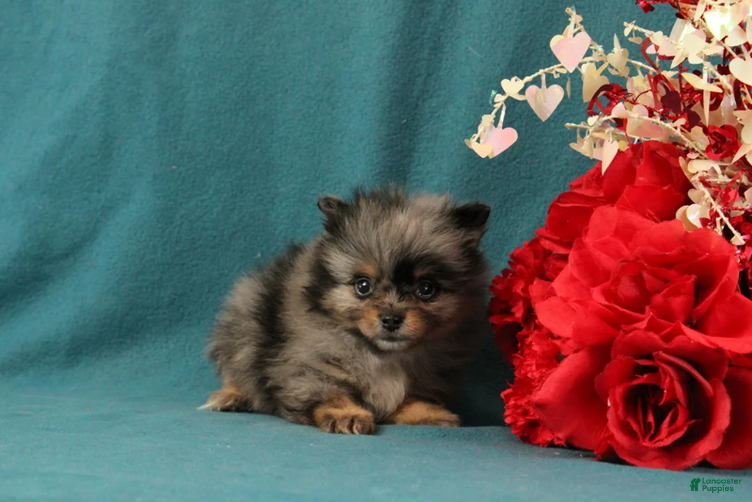 Pomeranian dogs for sale: Tucker - Ad 4