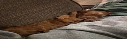 Cavapoo dogs for sale: Kenai - Ad 3