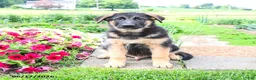 Mixed Breed dogs for sale: River  - Ad 3