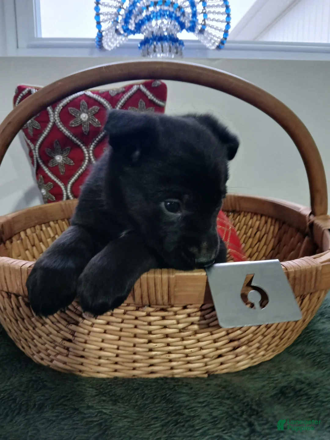 Gallery Image {{count}}