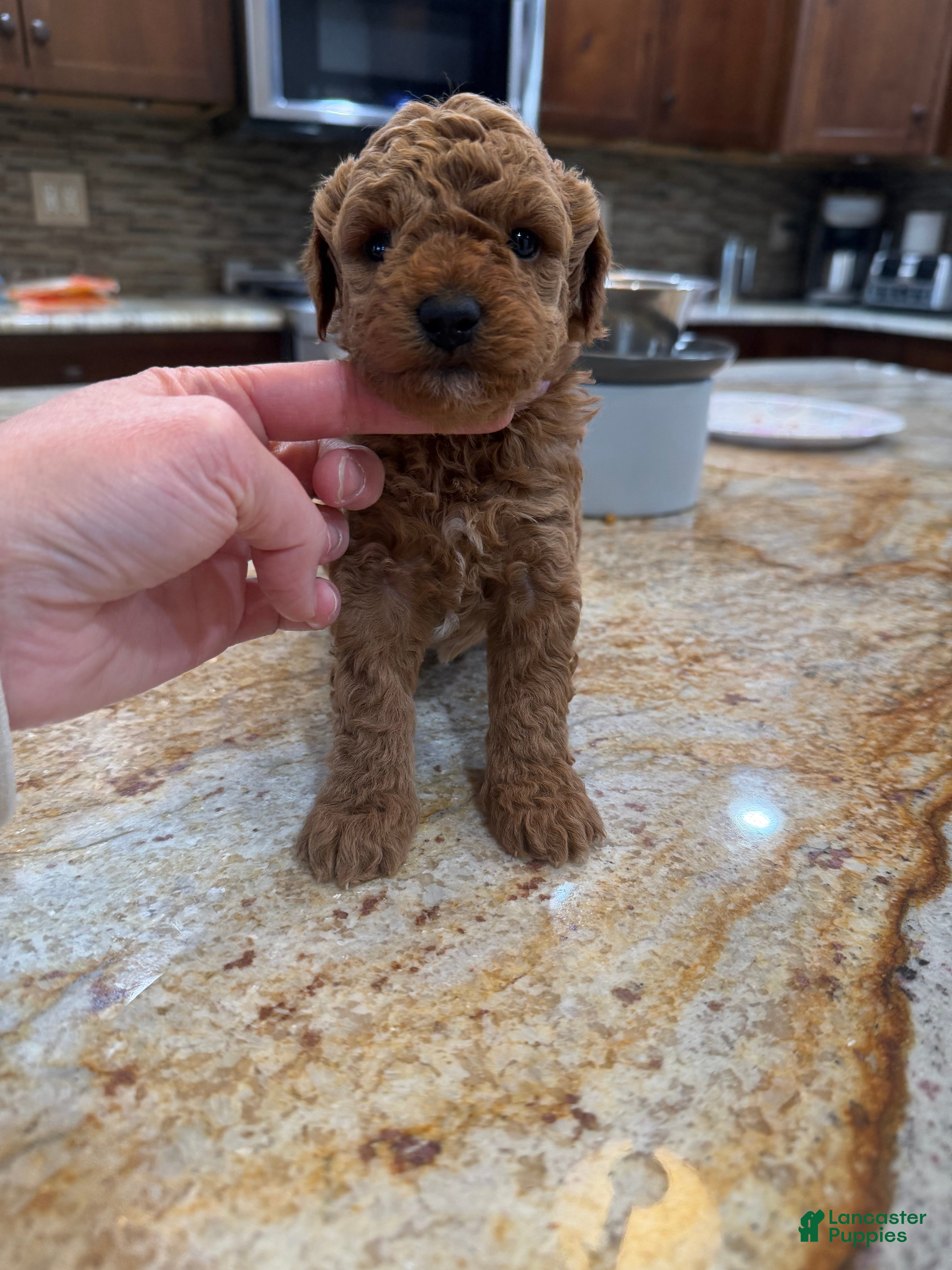 Toy Poodle dogs for sale: Toy Poodle Puppy 1 - Ad 2