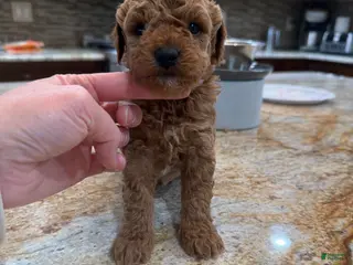 Toy Poodle dogs for sale: Toy Poodle Puppy 1 - Ad 2