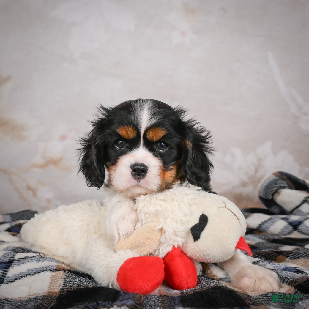 Cavalier King Charles Spaniel dogs Mia - Ad 3