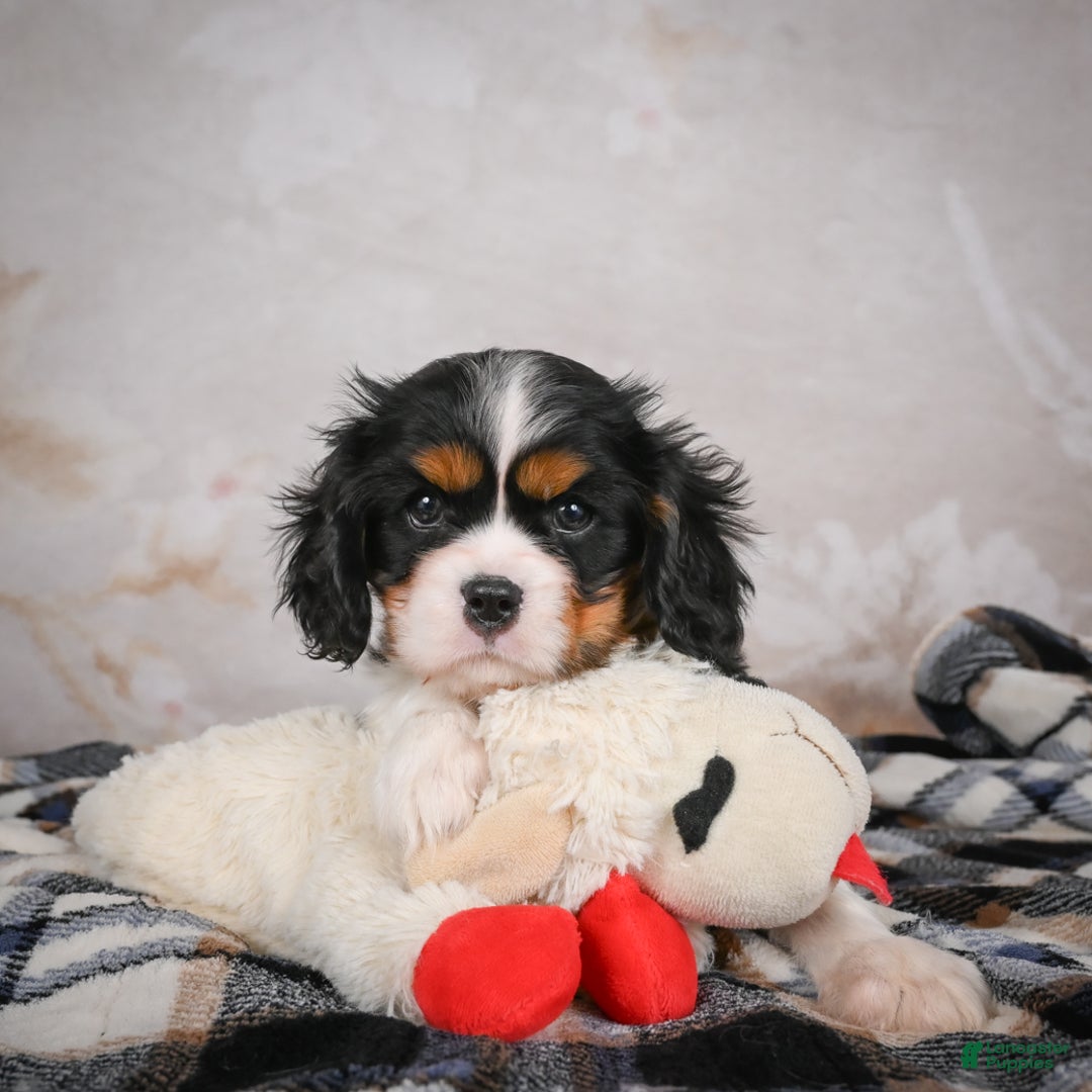Cavalier King Charles Spaniel dogs for sale: Mia - Ad 3