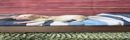 Maltipoo dogs for sale: atlas - Ad 3