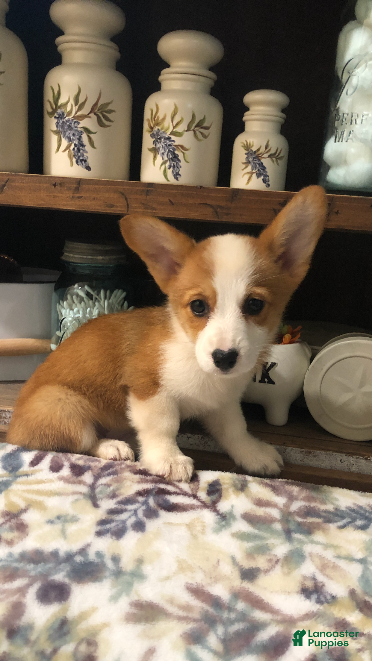 Welsh Corgi Pembroke dogs Chanel - Ad 12