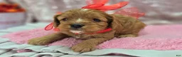 Cavapoo dogs for sale: Everest - Ad 2