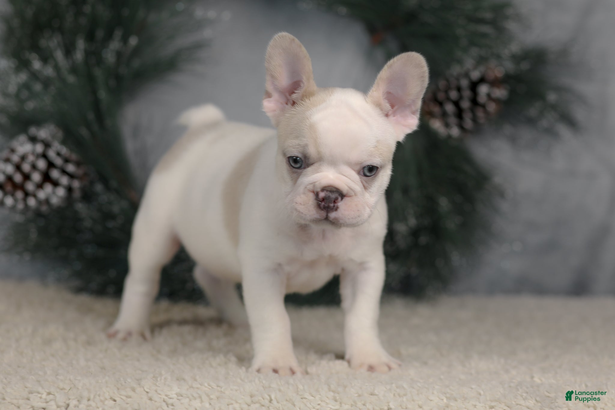 French Bulldog dogs Ace - Ad 33