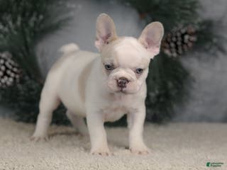 French Bulldog dogs Ace - Ad 33