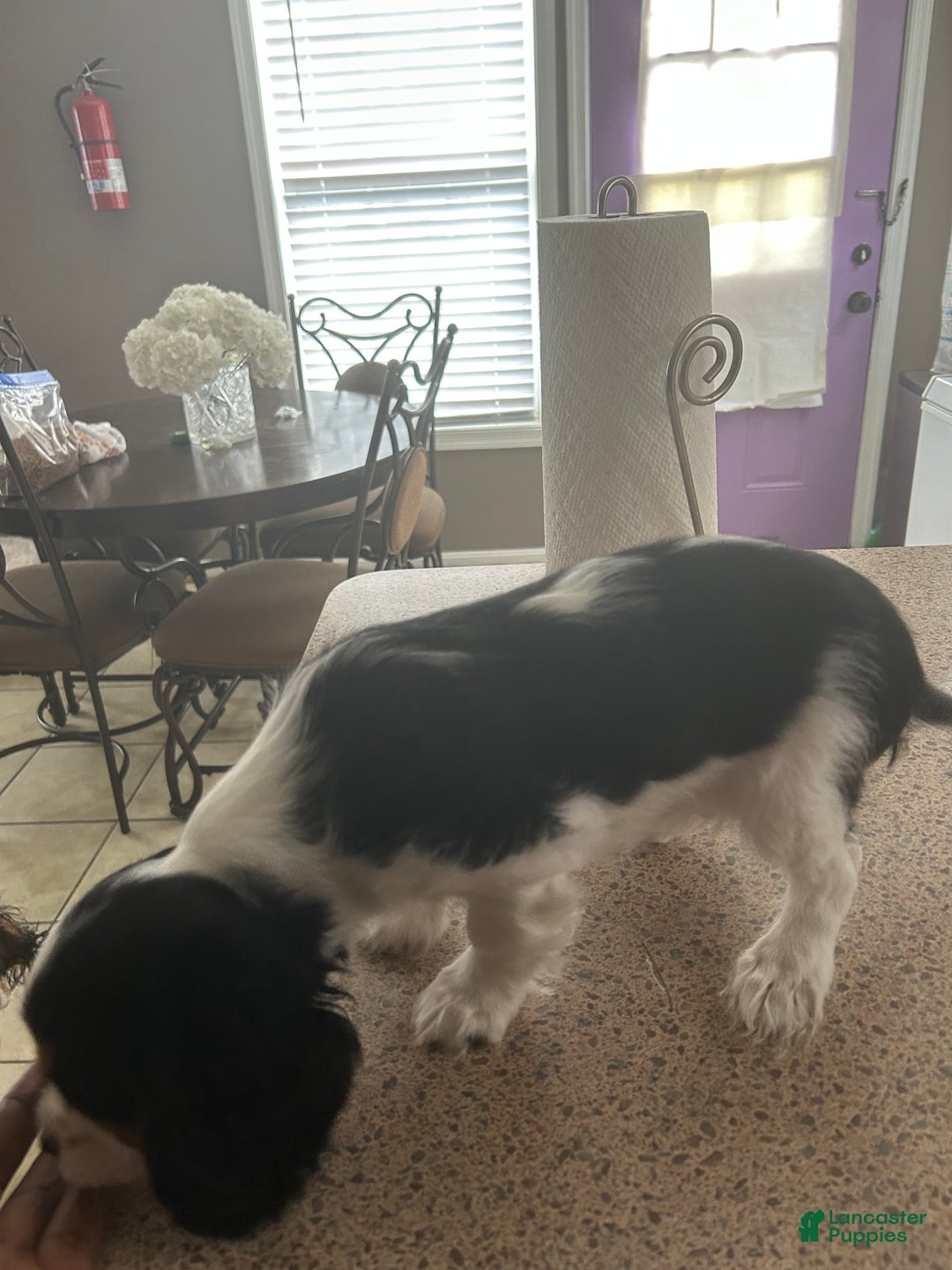 Cavalier King Charles Spaniel dogs for sale: Cavalier King Charles Spaniel Puppy 1 - Ad 9