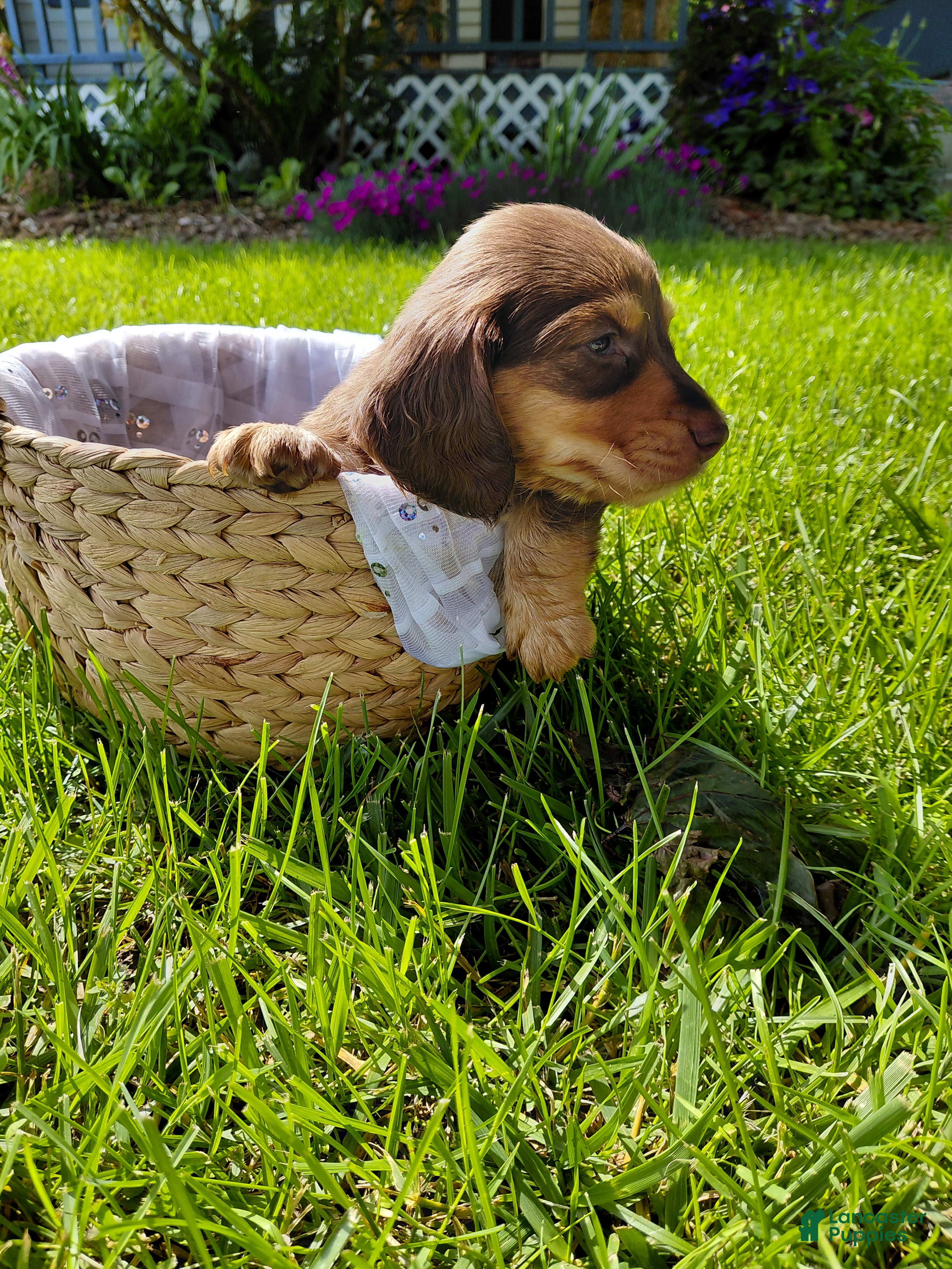 Miniature Dachshund dogs for sale: Charlie  - Ad 3