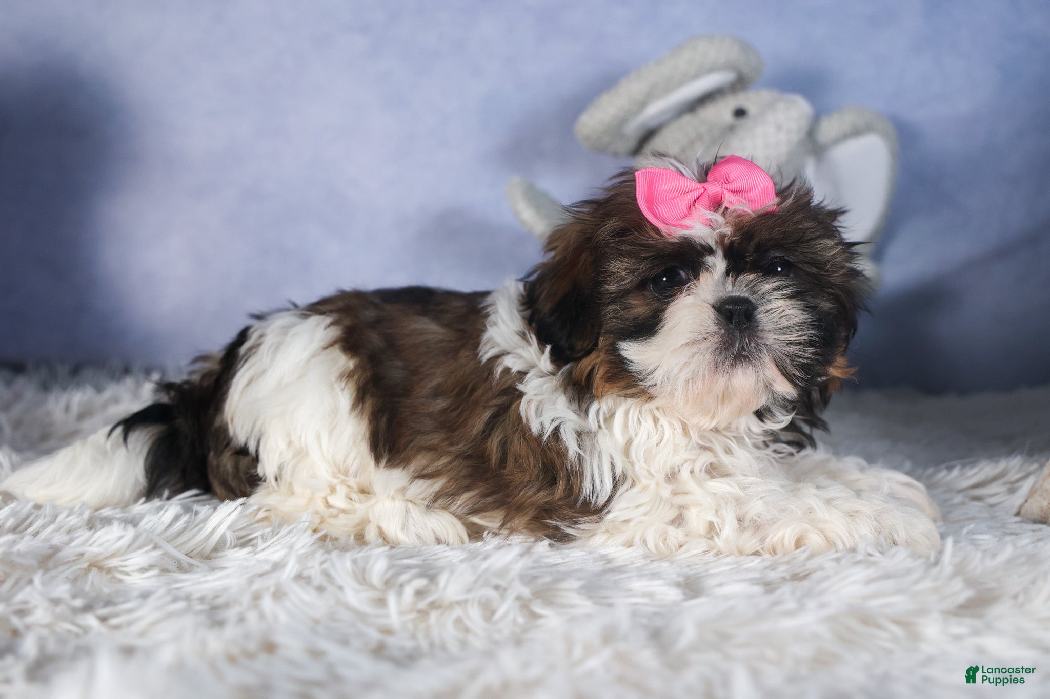 Shih Tzu dogs JENA - Ad 1