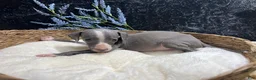 Italian Greyhound dogs for sale: Italian Greyhound 3 - Ad 7