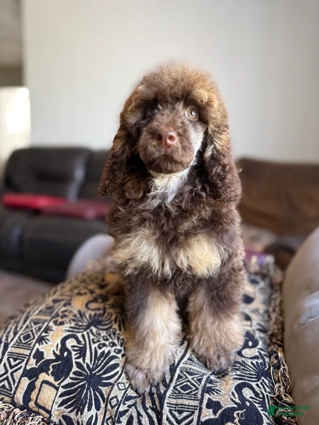 Standard Poodle dogs for sale: Hazel - Ad 2