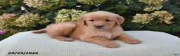 Golden Retriever dogs for sale: Hunter - Ad 1