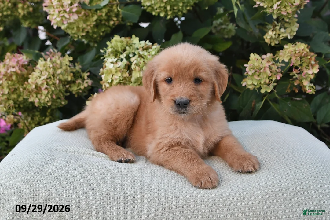 Golden Retriever dogs for sale: Hunter - Ad 1