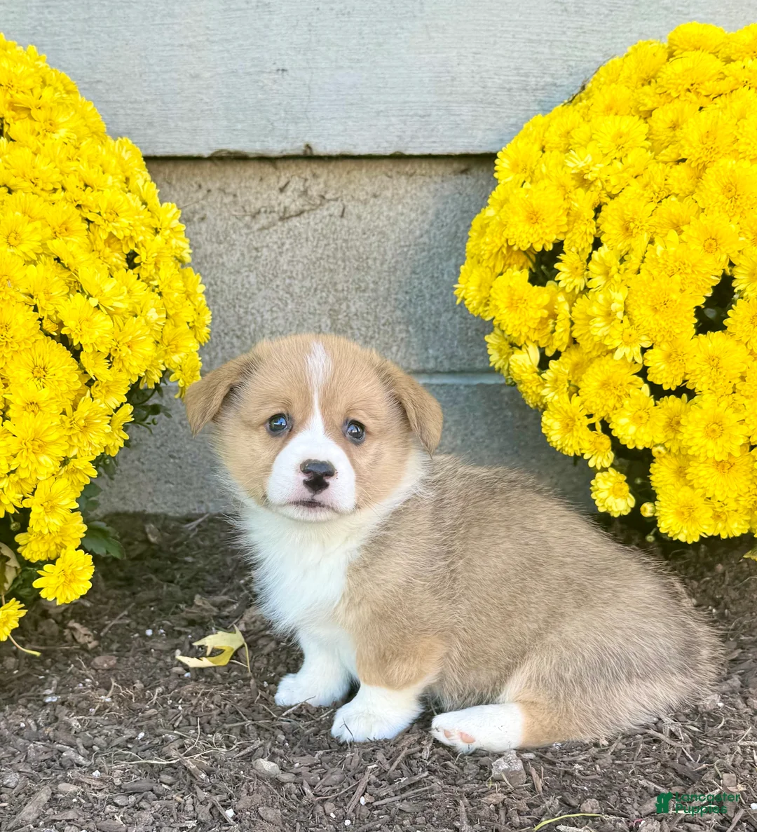 Welsh Corgi Pembroke dogs for sale: Snickers - Ad 6