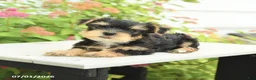 Yorkshire Terrier dogs for sale: Pal - Ad 3