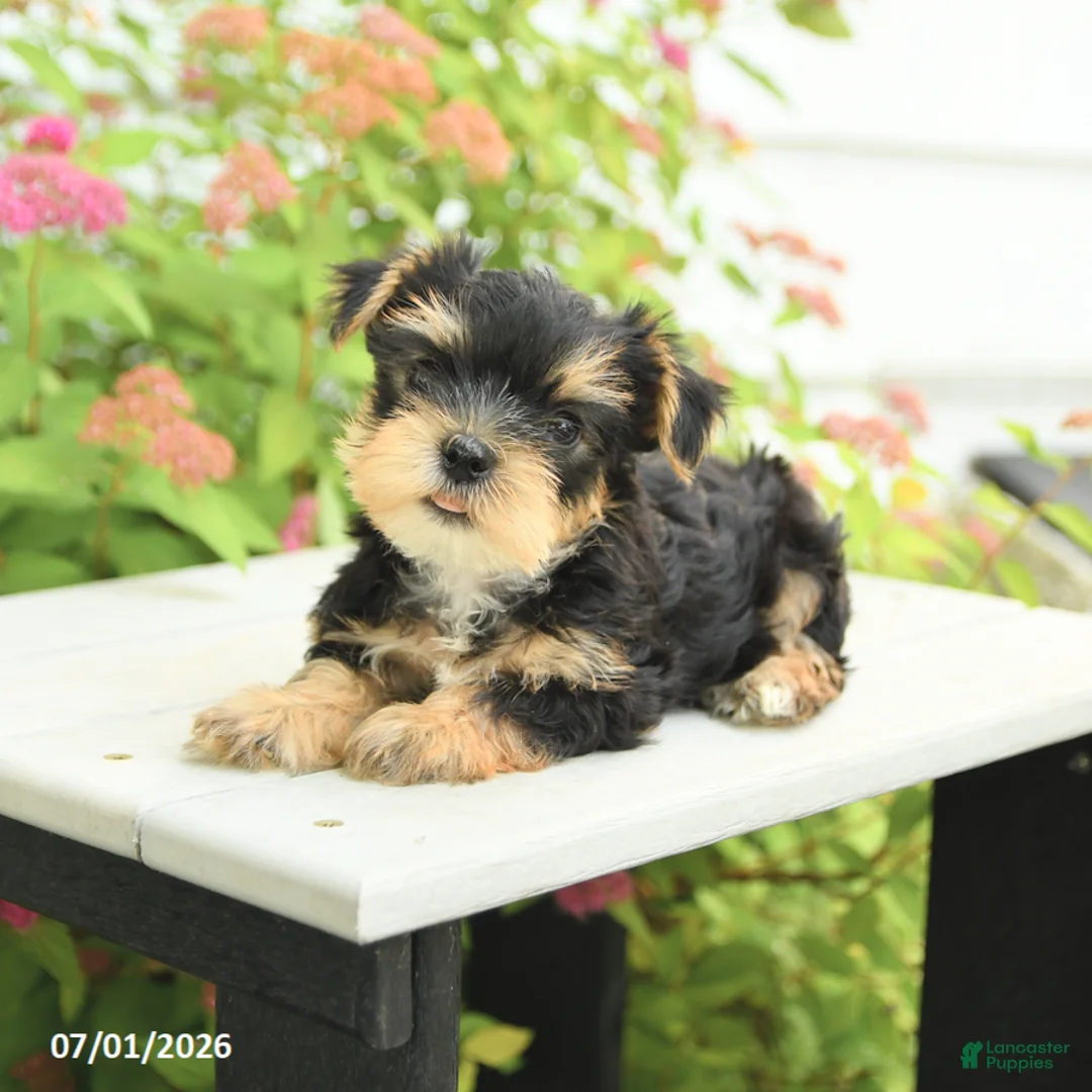 Yorkshire Terrier dogs for sale: Pal - Ad 3