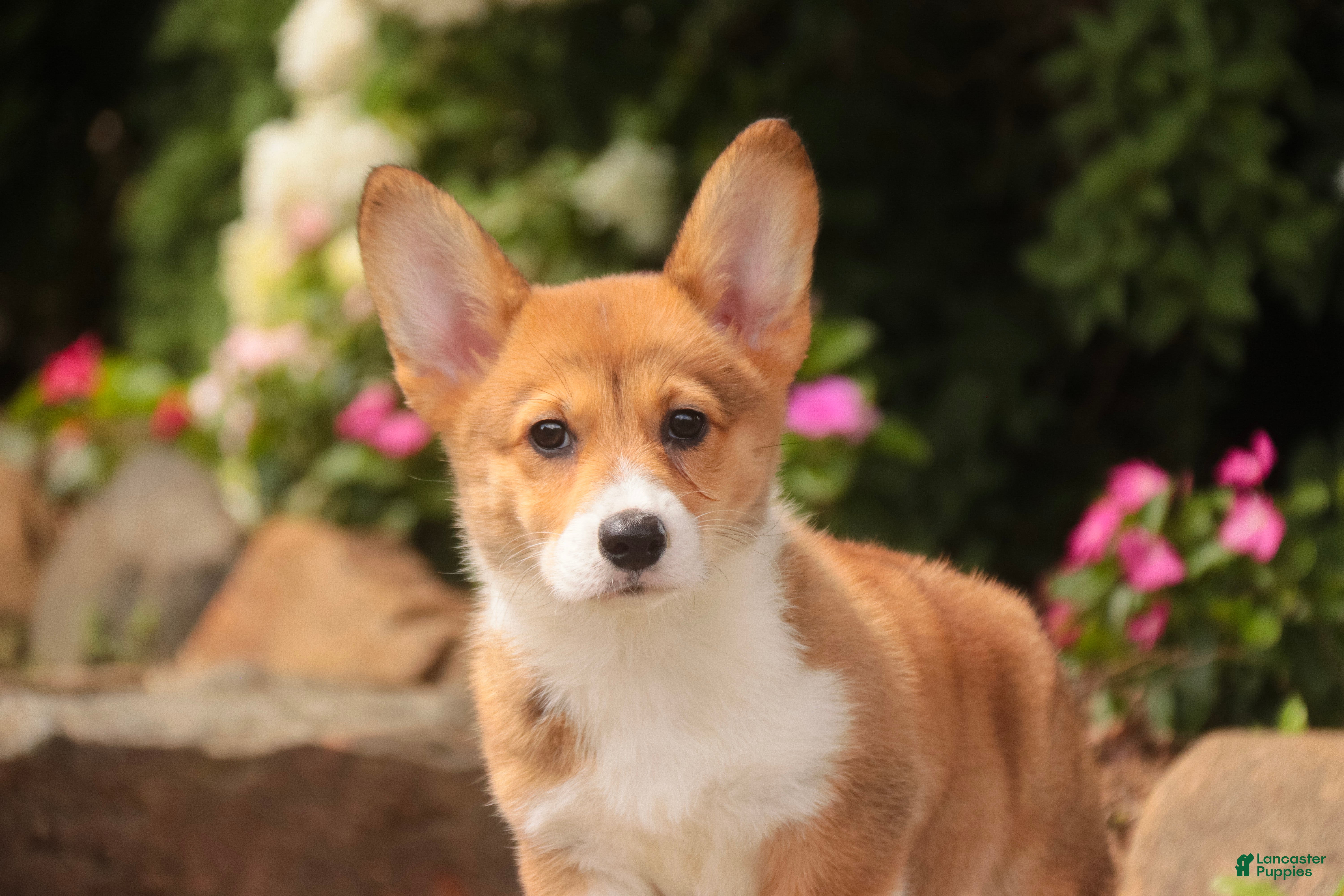 Welsh Corgi Pembroke dogs Trix Welsh Corgi Pembroke  - Ad 1