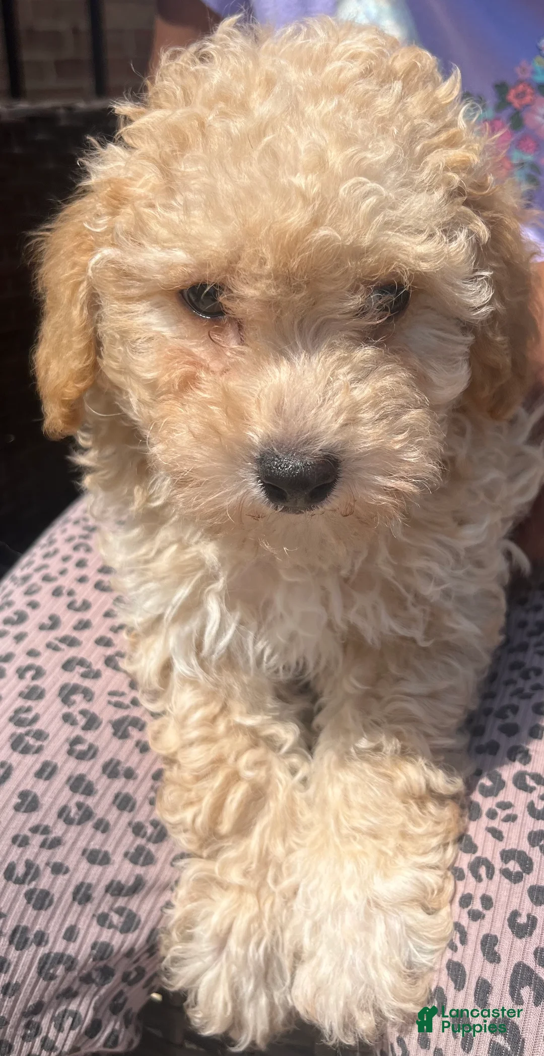 Maltipoo dogs for sale: Leo  - Ad 2