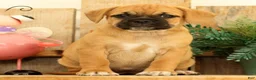 Puggle dogs for sale: Brandy - Ad 3