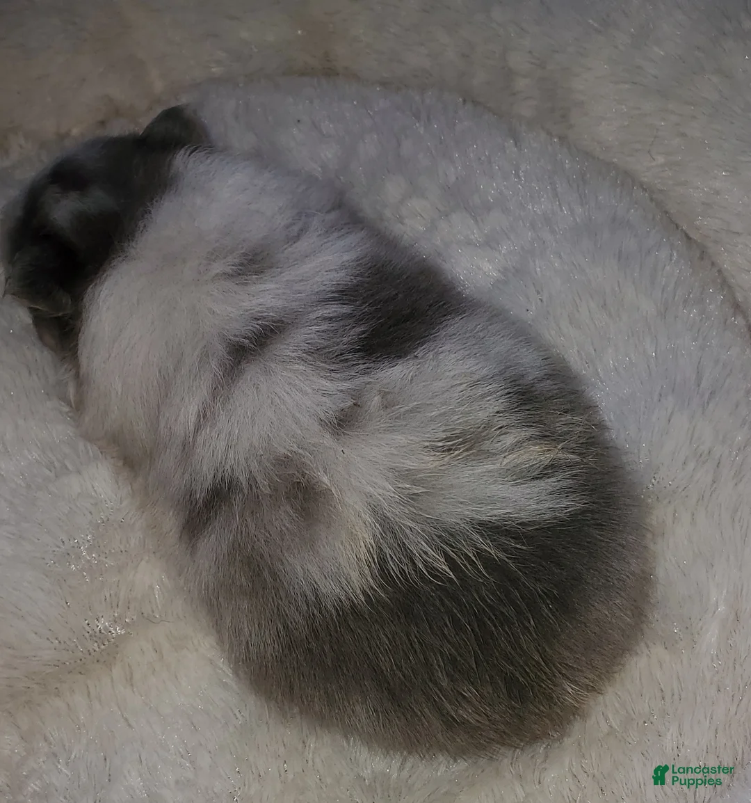 Pomeranian dogs for sale: Pomeranian Puppy 2 - Ad 2