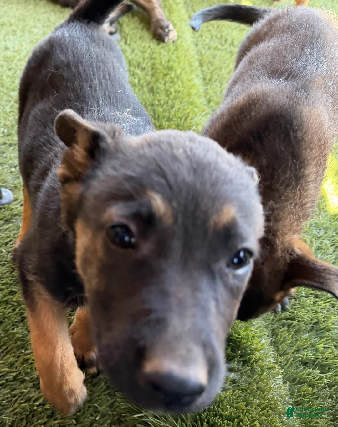 German Shepherd dogs for sale: German Shepherd Puppy 7 - Ad 1