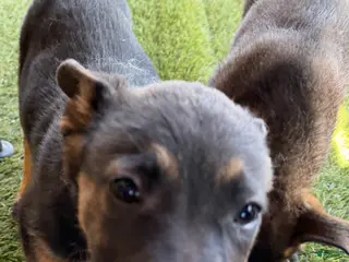 German Shepherd dogs German Shepherd Puppy 7 - Ad 13