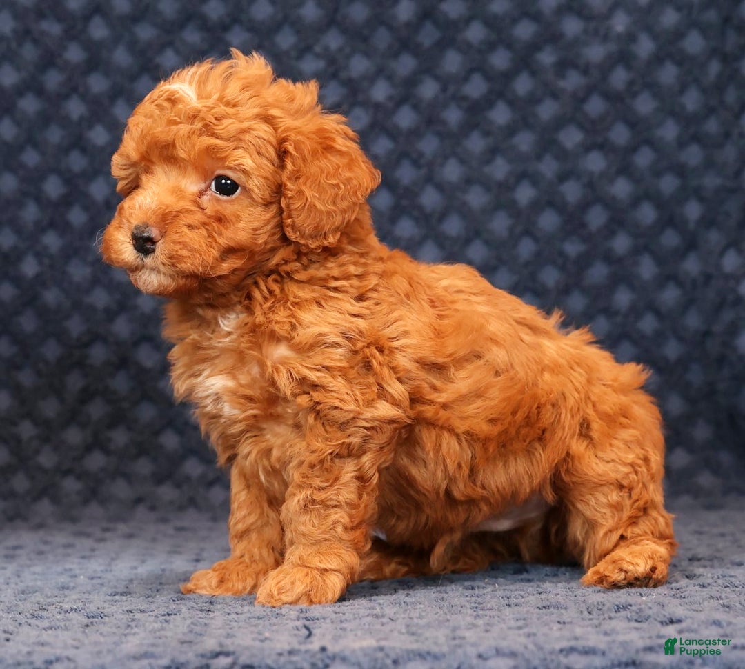 Miniature Poodle dogs for sale: Franklin - Ad 2