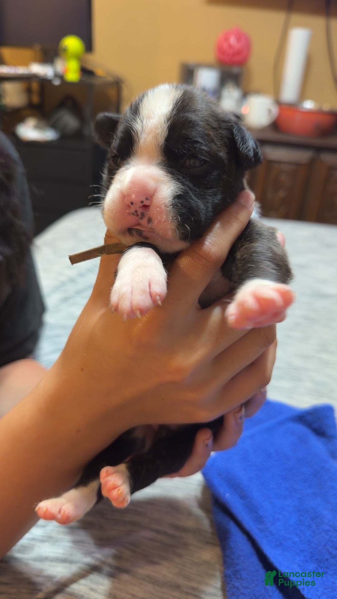 Boxer dogs Boxer 7 - Ad 2