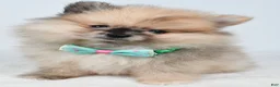 Pomeranian dogs for sale: Ace - Ad 7