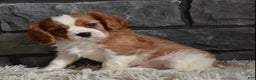Cavalier King Charles Spaniel dogs for sale: Rocky - Ad 6