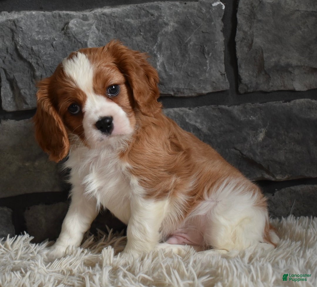 Cavalier King Charles Spaniel dogs for sale: Rocky - Ad 6