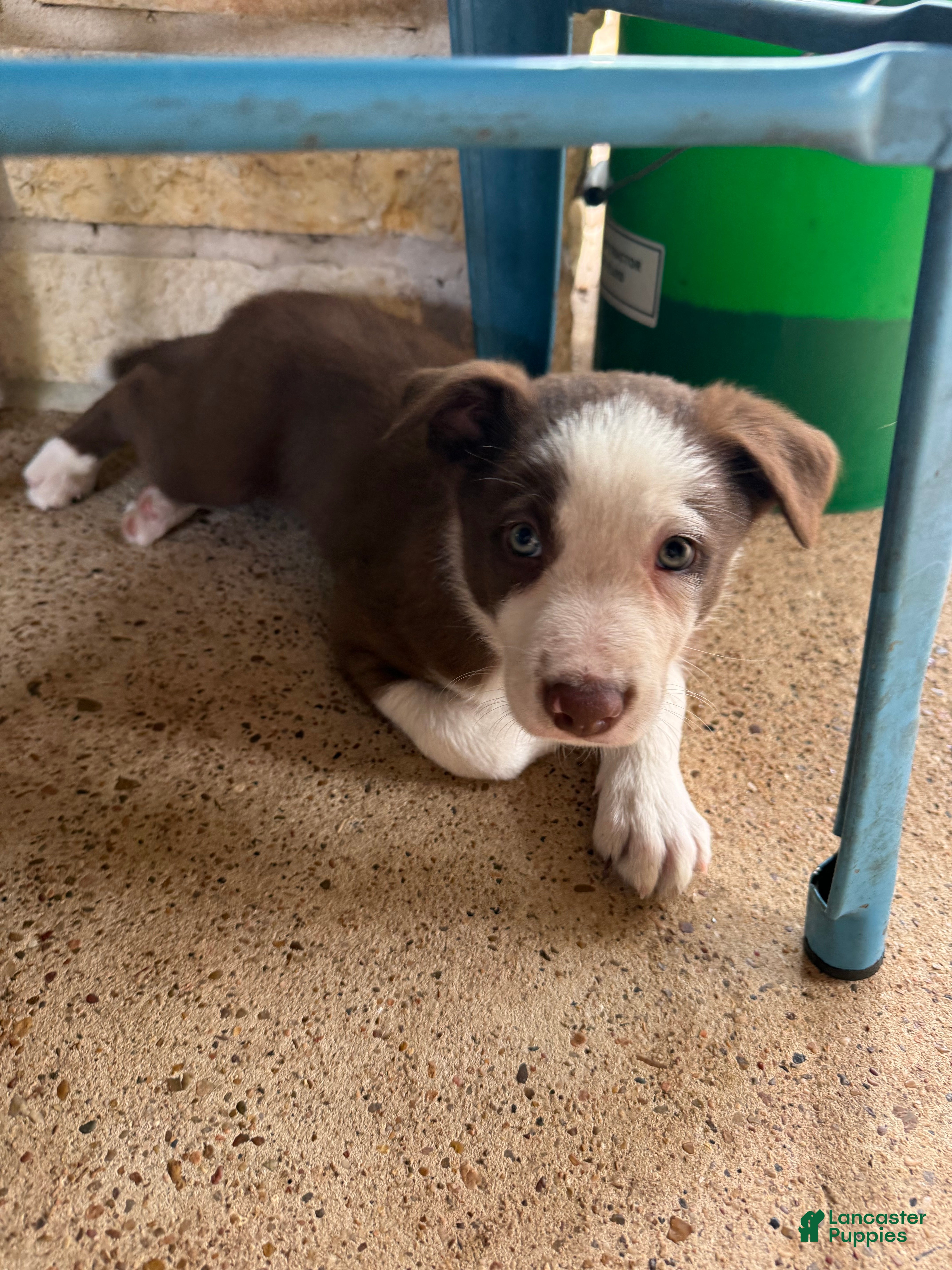 Border Collie dogs Border Collie Puppy 1 - Ad 27