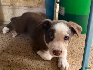 Border Collie dogs Border Collie Puppy 1 - Ad 27