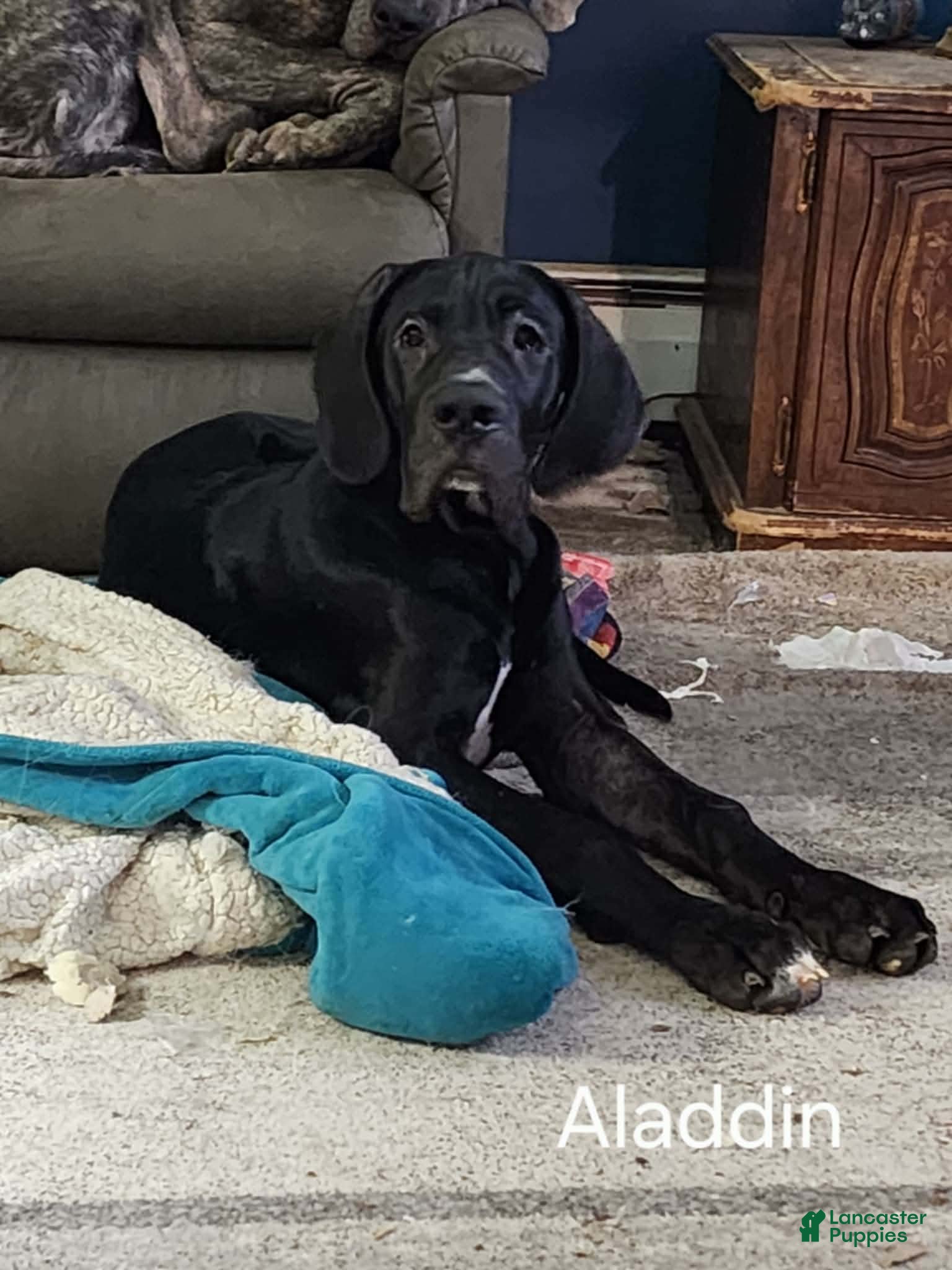 Great Dane dogs Aladdin - Ad 14