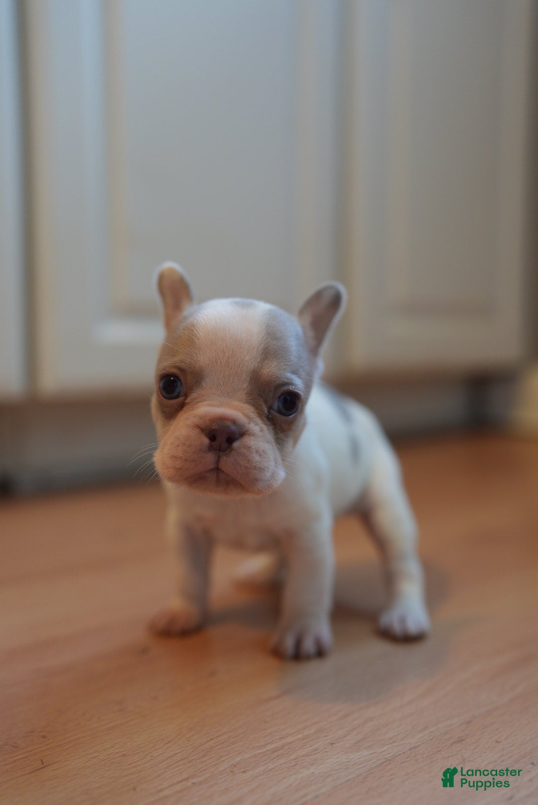 French Bulldog dogs for sale: French Bulldog Puppy  - Ad 14